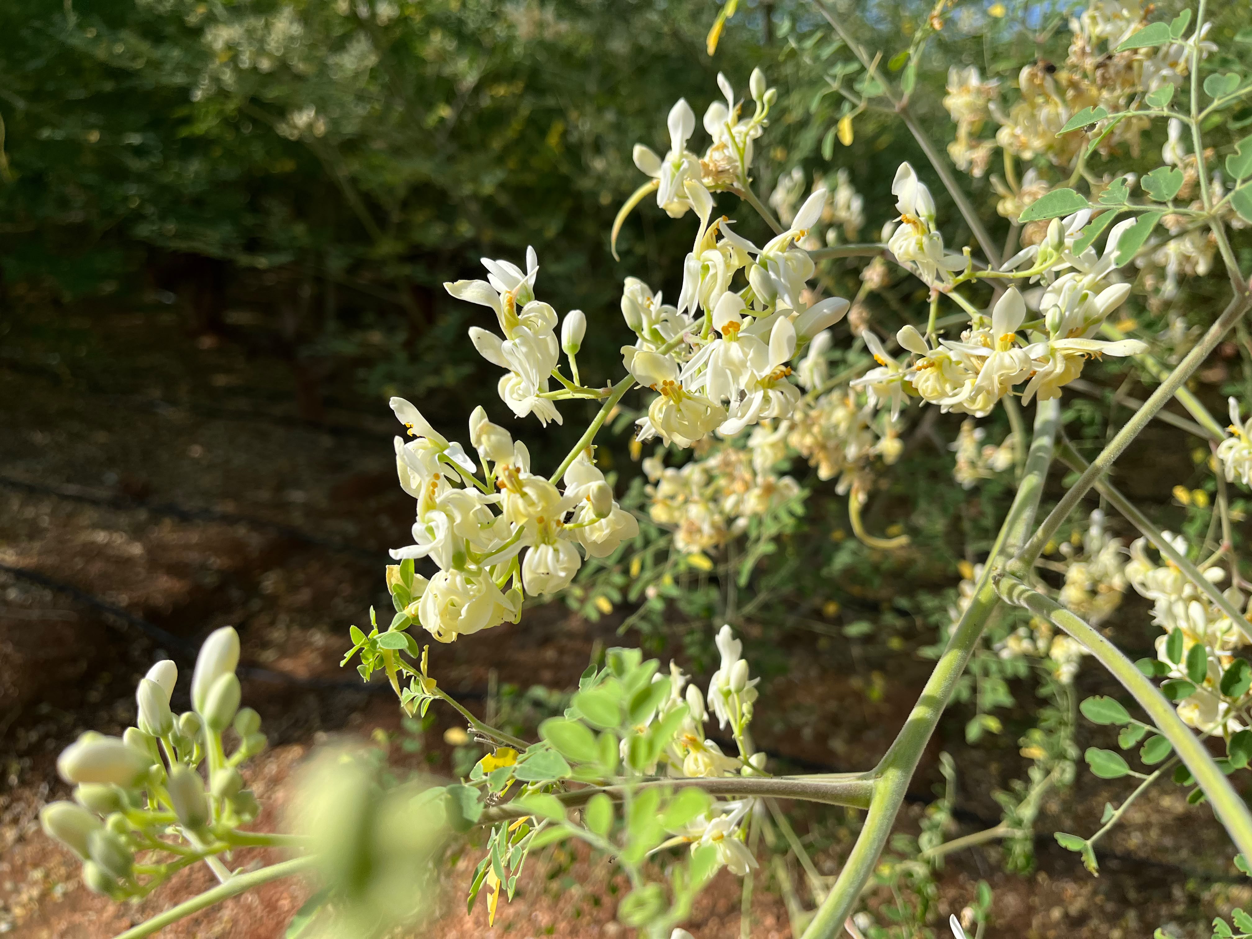 GENZGREEN blooming white moringa flowers and fresh buds close-up