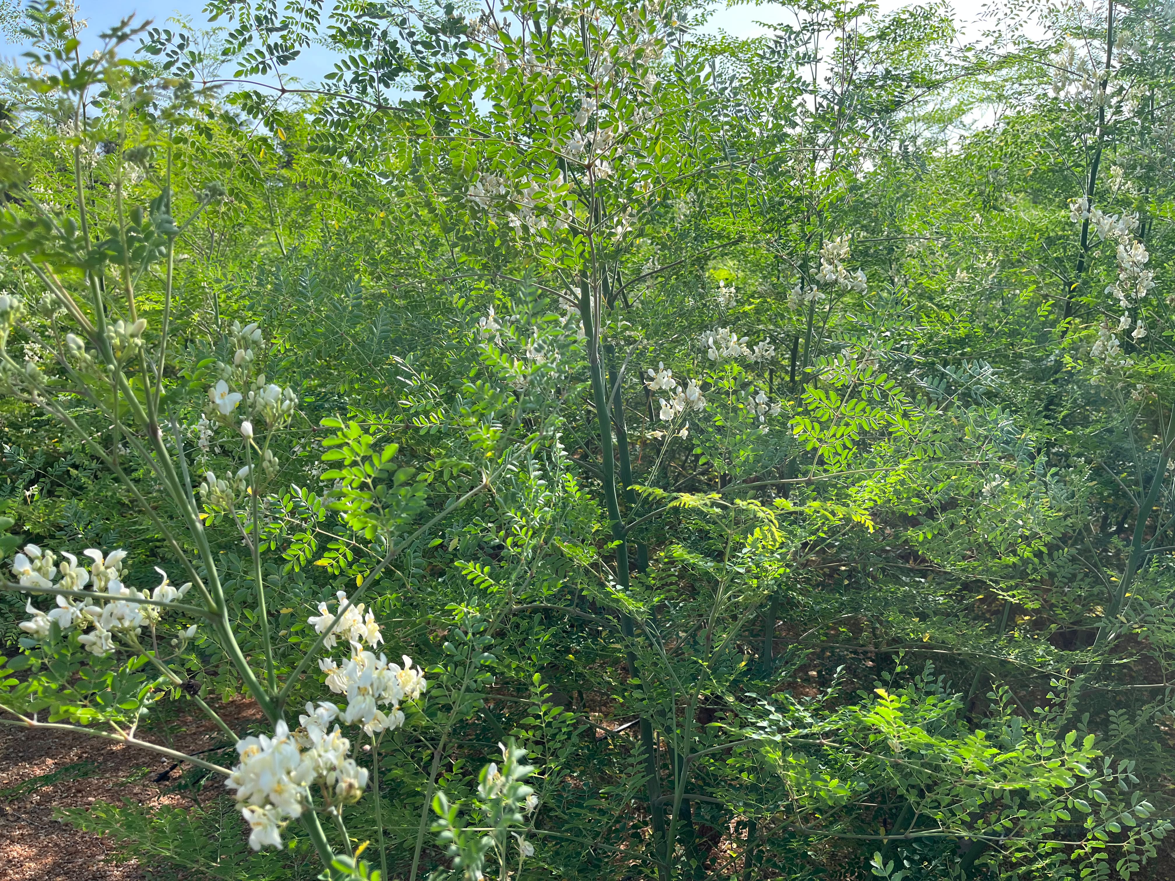 GENZGREEN moringa plantation flowering canopy and fresh green leaves