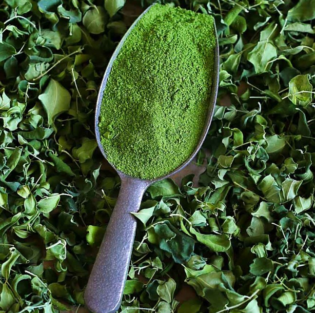 GENZGREEN premium moringa leaf powder in scoop with dried moringa leaves