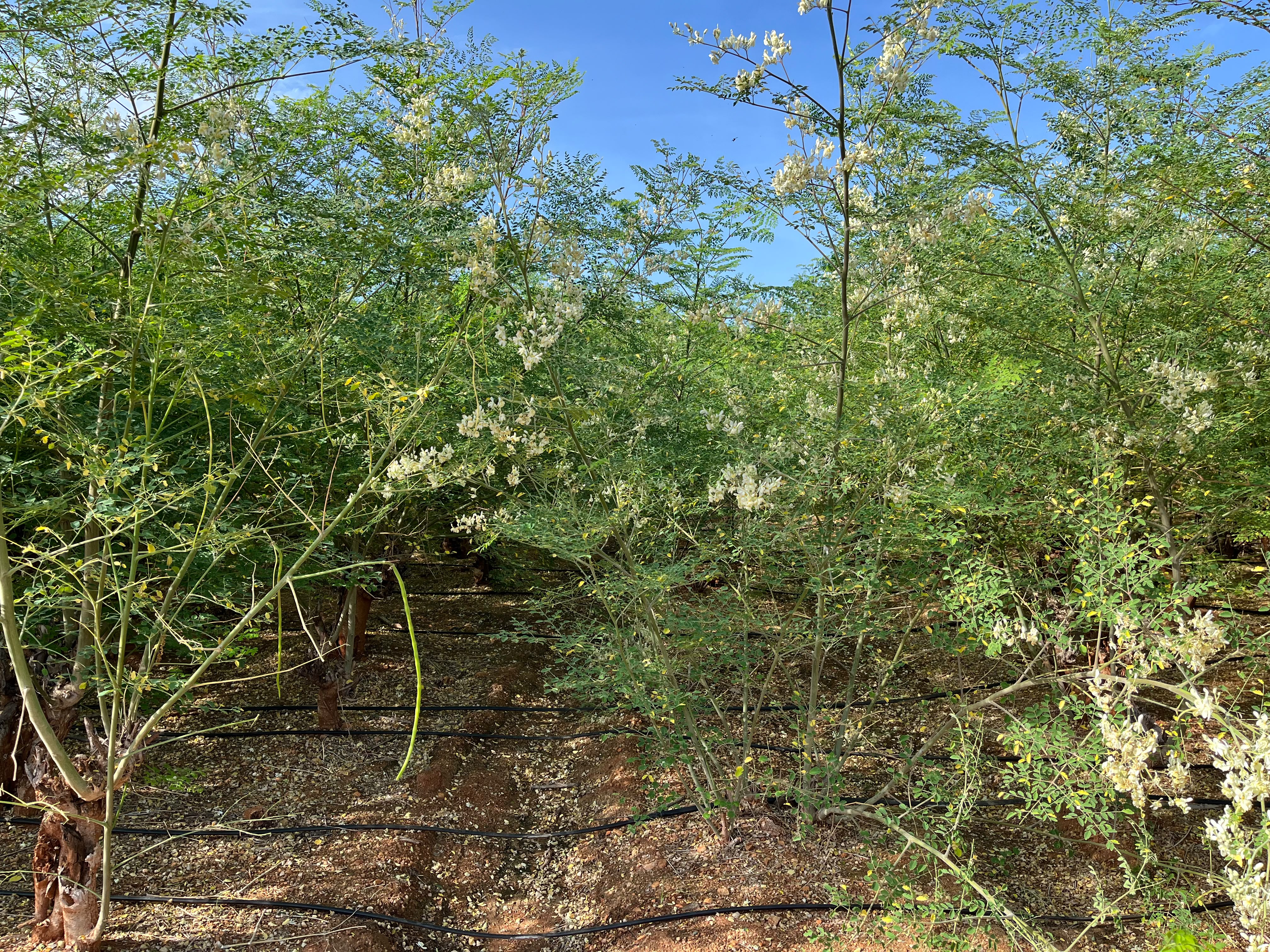 GENZGREEN organic moringa plantation farm rows with drip irrigation system