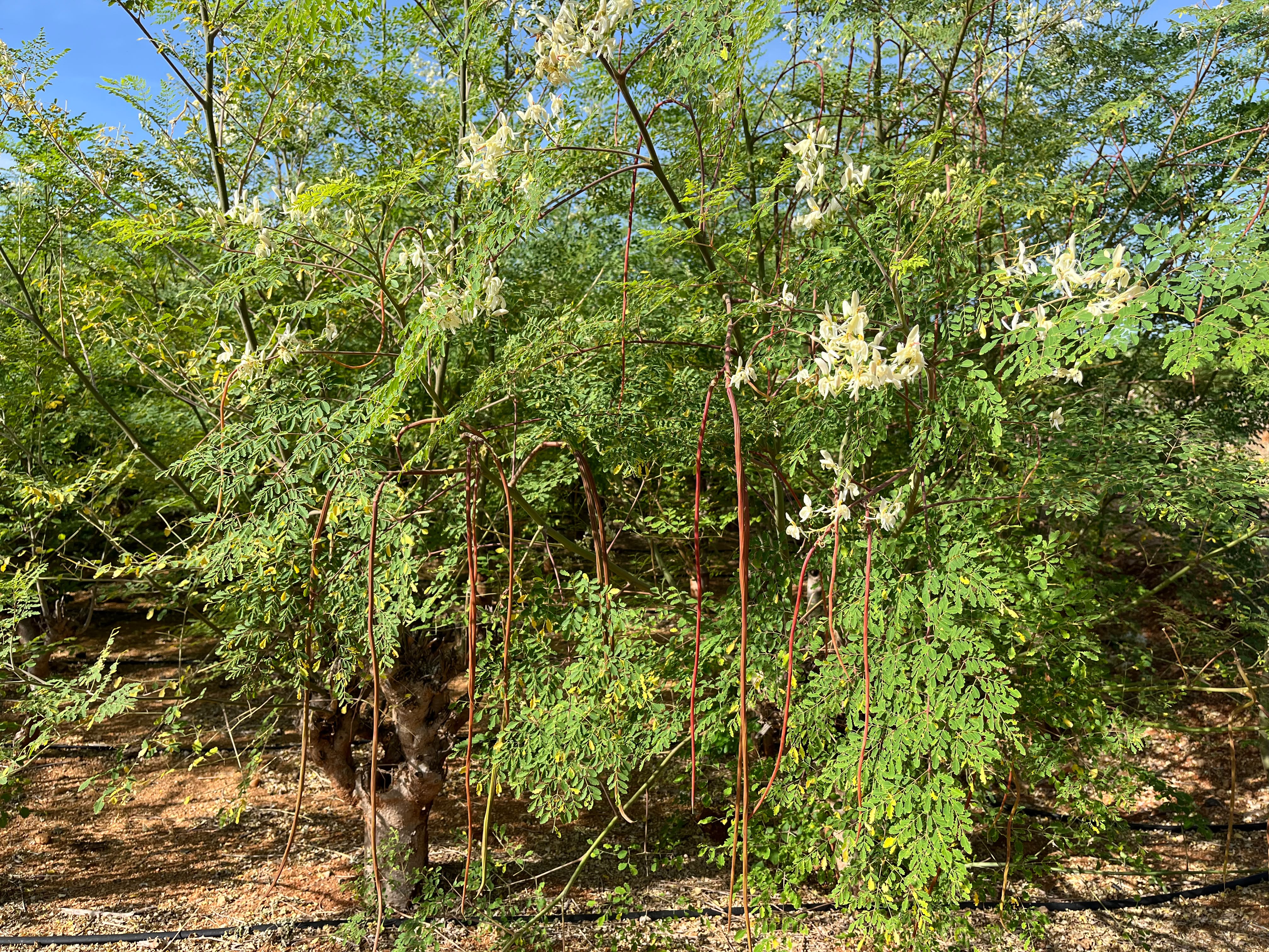 GENZGREEN moringa tree cultivation with fresh drumstick pods and blooming flowers